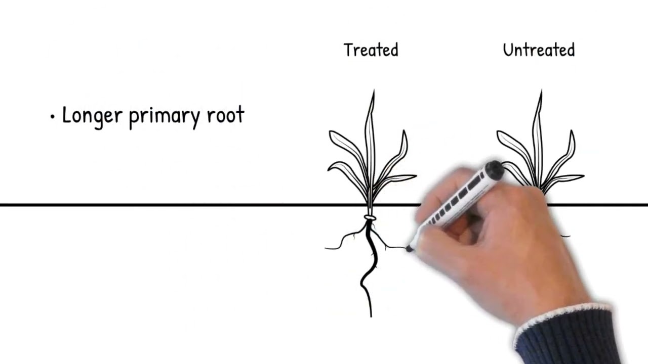 Improved crop productivity with phosphite