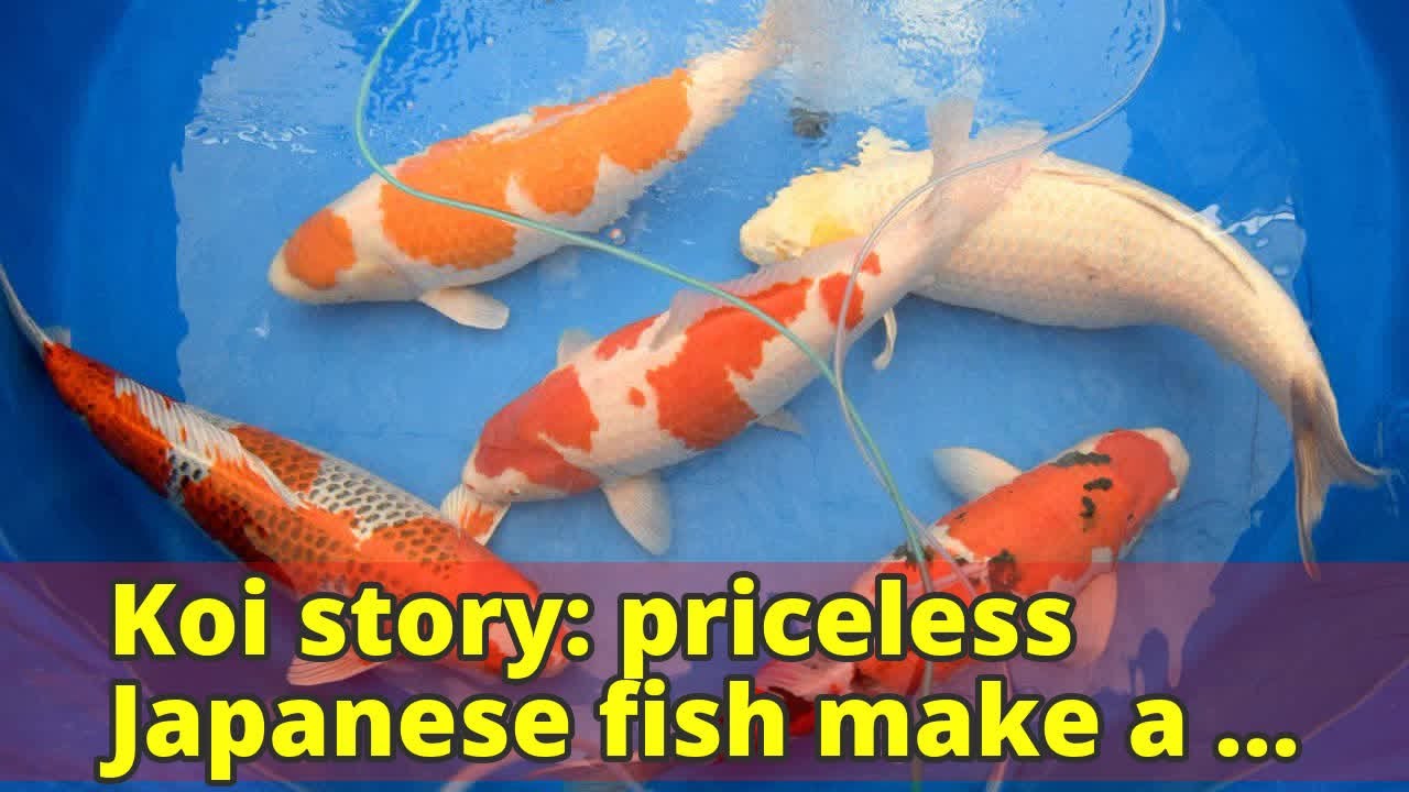 Koi story: priceless Japanese fish make a splash