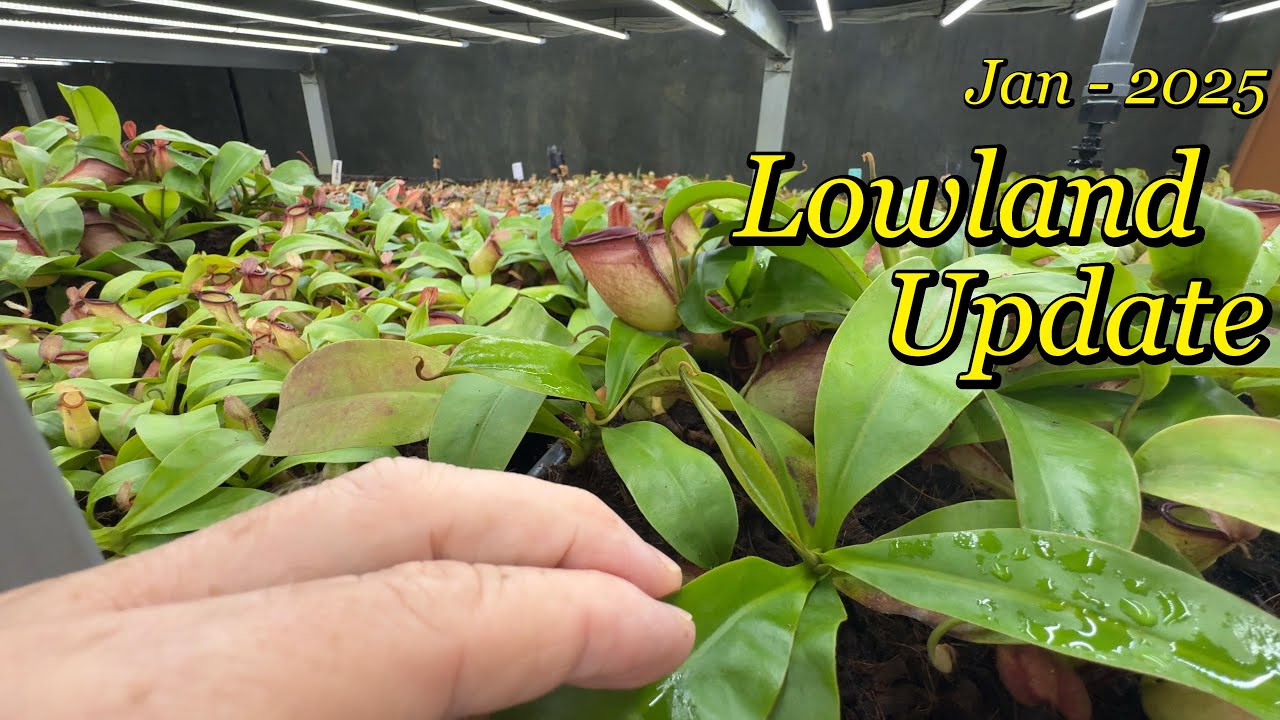 Lowland Update | Borneo Exotics