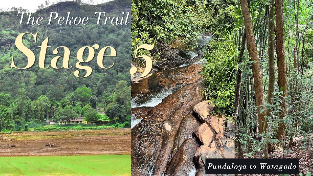 The Pekoe Trail - Stage 5: Village Roads, Tea Estates & Hidden Woods