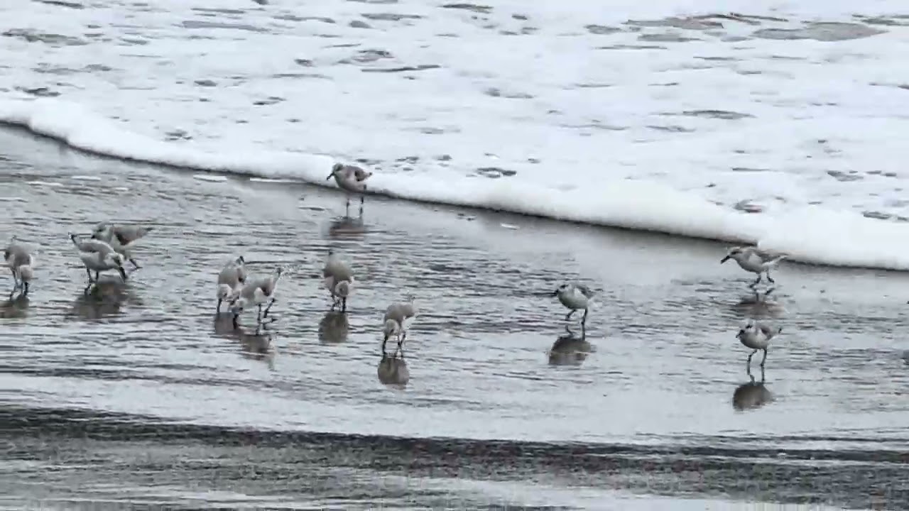 Sandpipers doing their morning thing