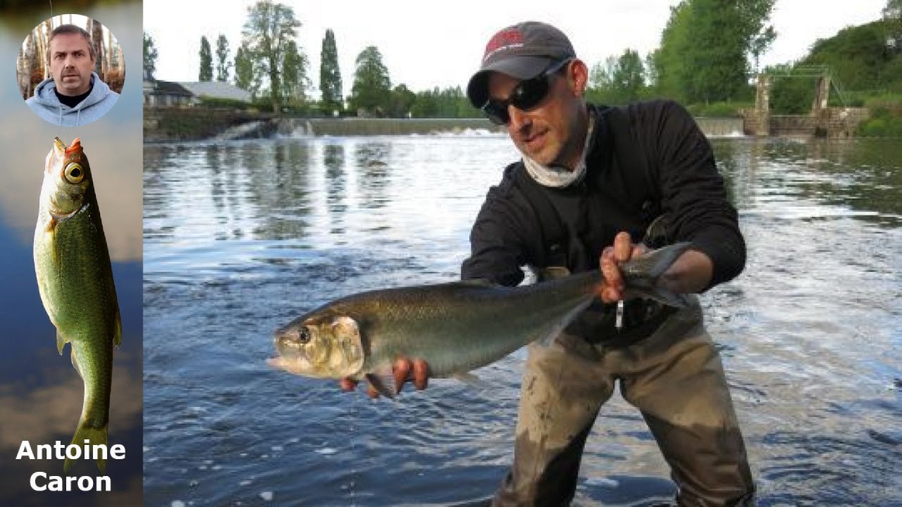 Guide Complet : P&ecirc;cher des Aloses &agrave; la Mouche en France - Astuces et Meilleurs Spots !