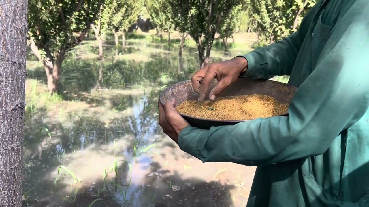 How to prepare for berseem Trifolium alexandrinum filed in Pakistan 2023