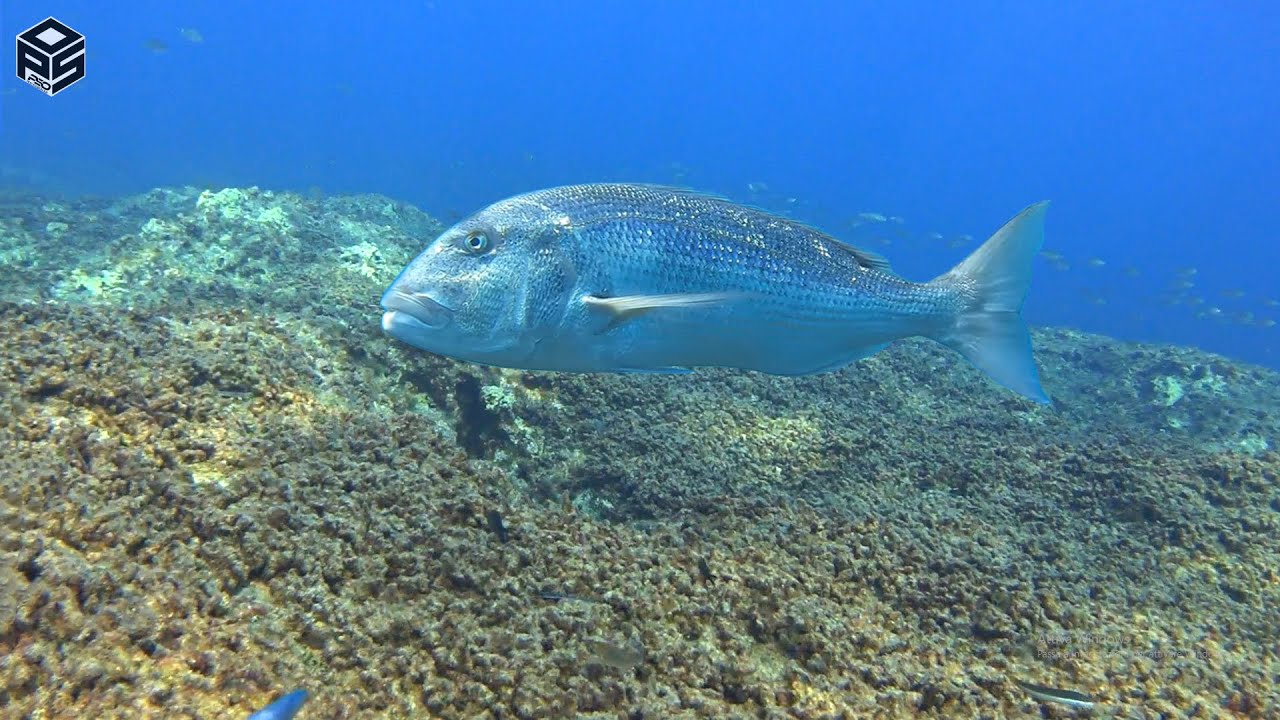 PESCASUB TOP 10 SPEARFISHING SHOTS 2025