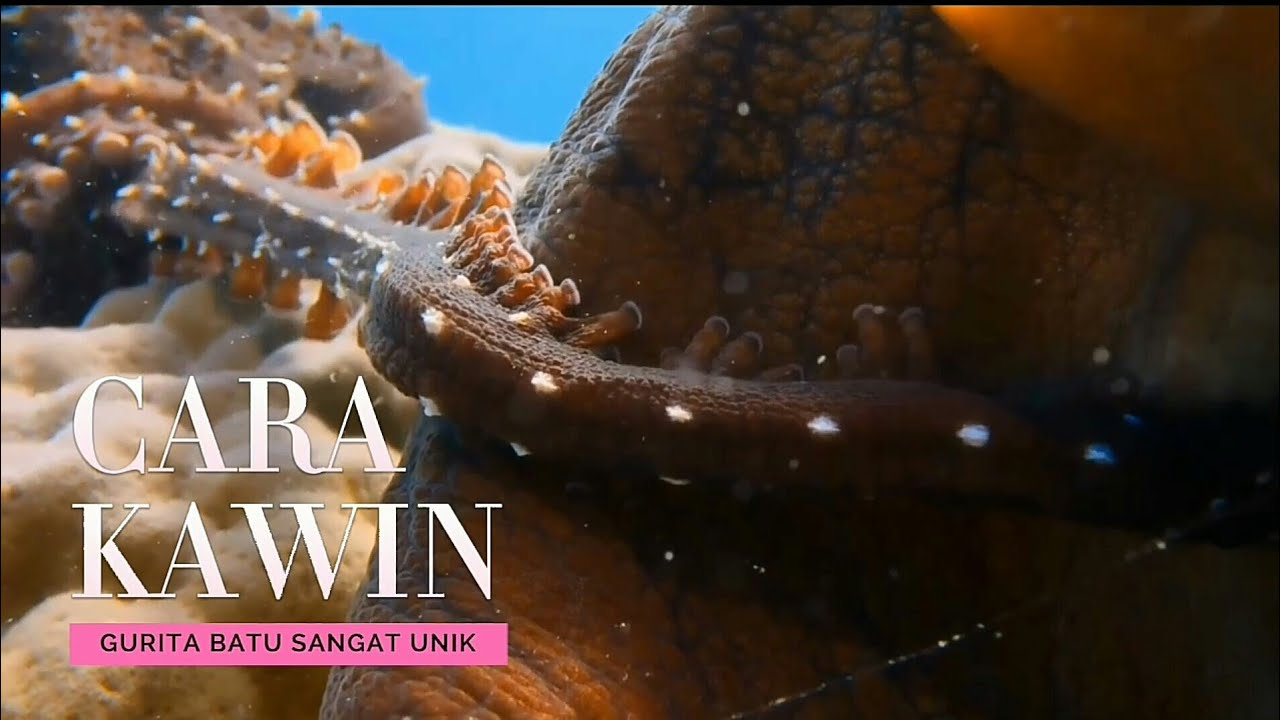 cara kawin hewan ini sangat unik #faktaunik #wildlife