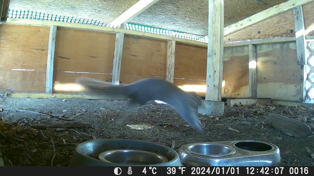 Hut Squirrels 2/6/26