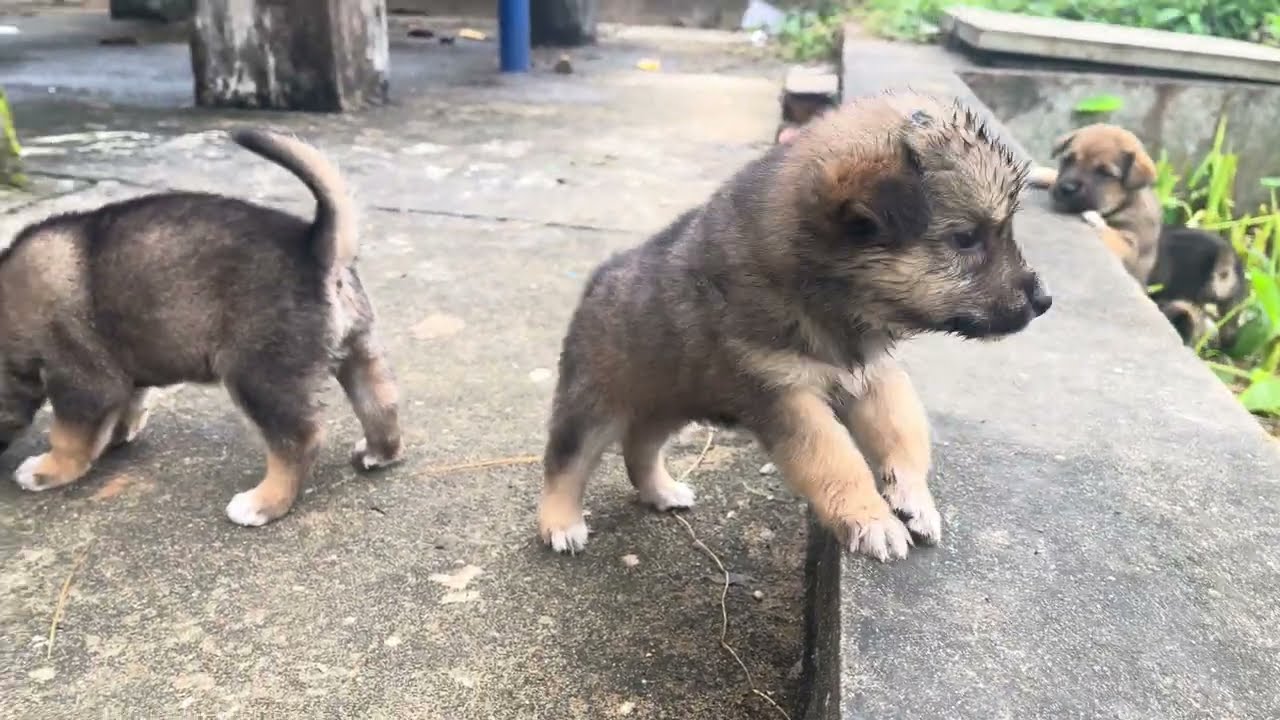 Hungry Puppies Find a Bowl of Warm Milk — What Happens Next? 🐶🥛
