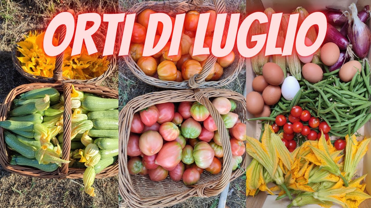 orto a luglio : come procede?