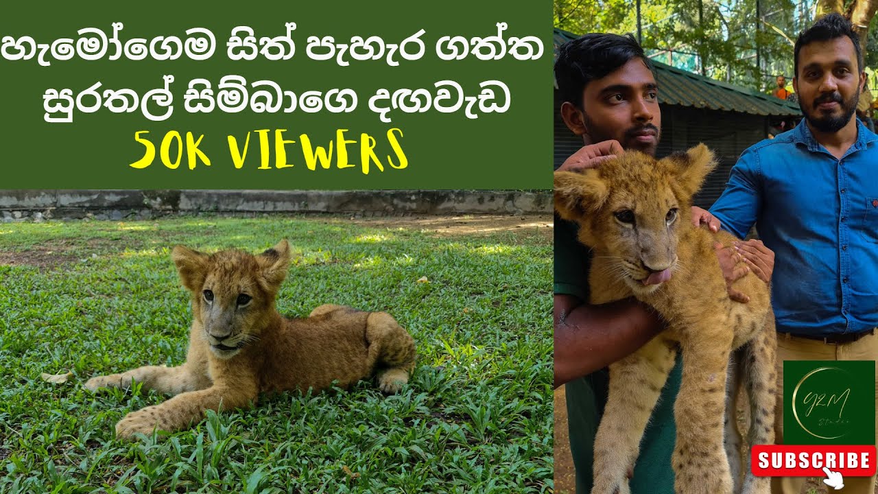 හැමෝගෙම සිත් පැහැර ගත්ත සුරතල් සිම්බාගෙ දඟවැඩ Cuteness overloaded lion cub Simba travel vlog 09