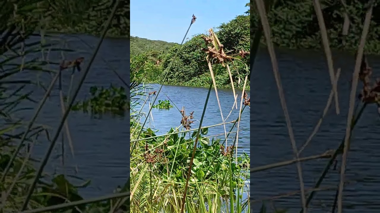 31/01/26. Pesca de tilápia com massa no Rio da Restinga de maricá. 