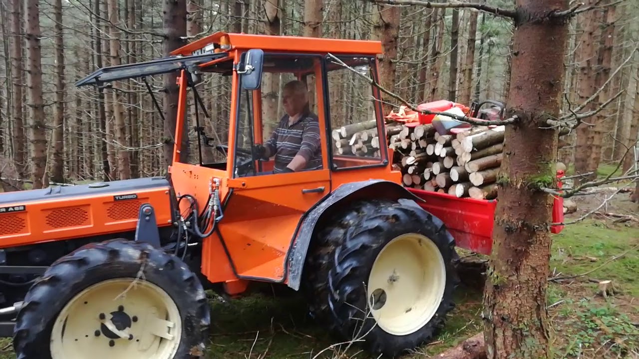 Holder im Wald 2