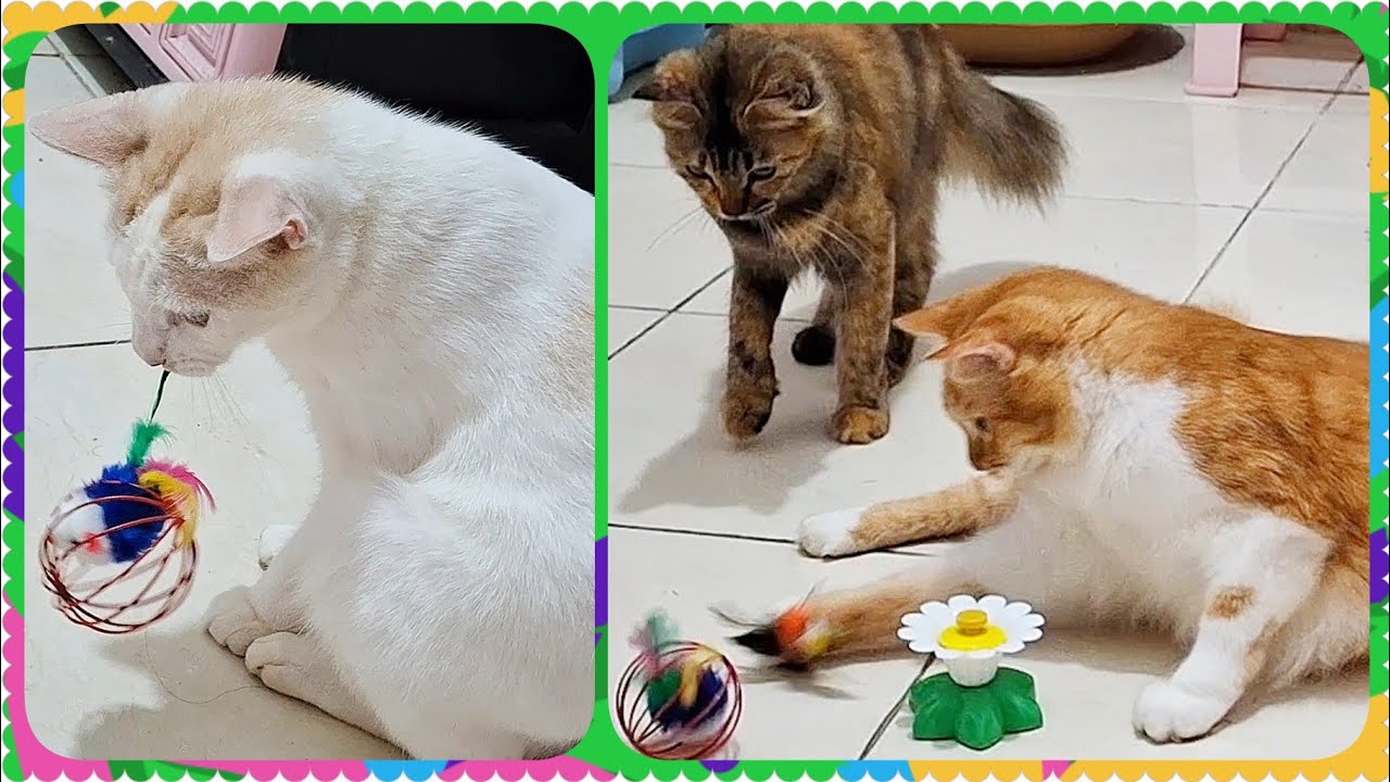 @cc.cutecats CUTE CATS : Playing and Relaxing  #cat #cutecat #funnycats #song 