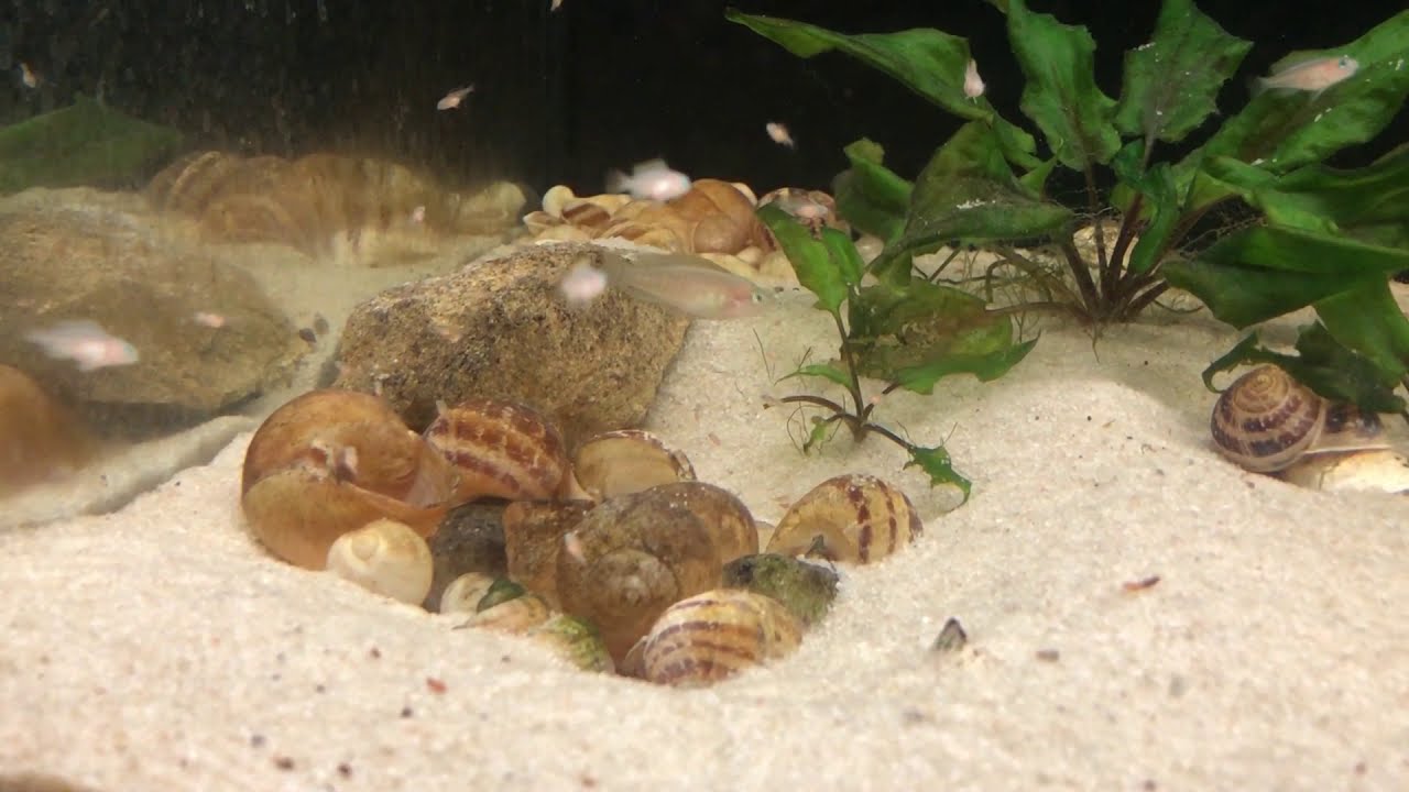 multifasciatus & julidochromis gombe colonies feeding live food