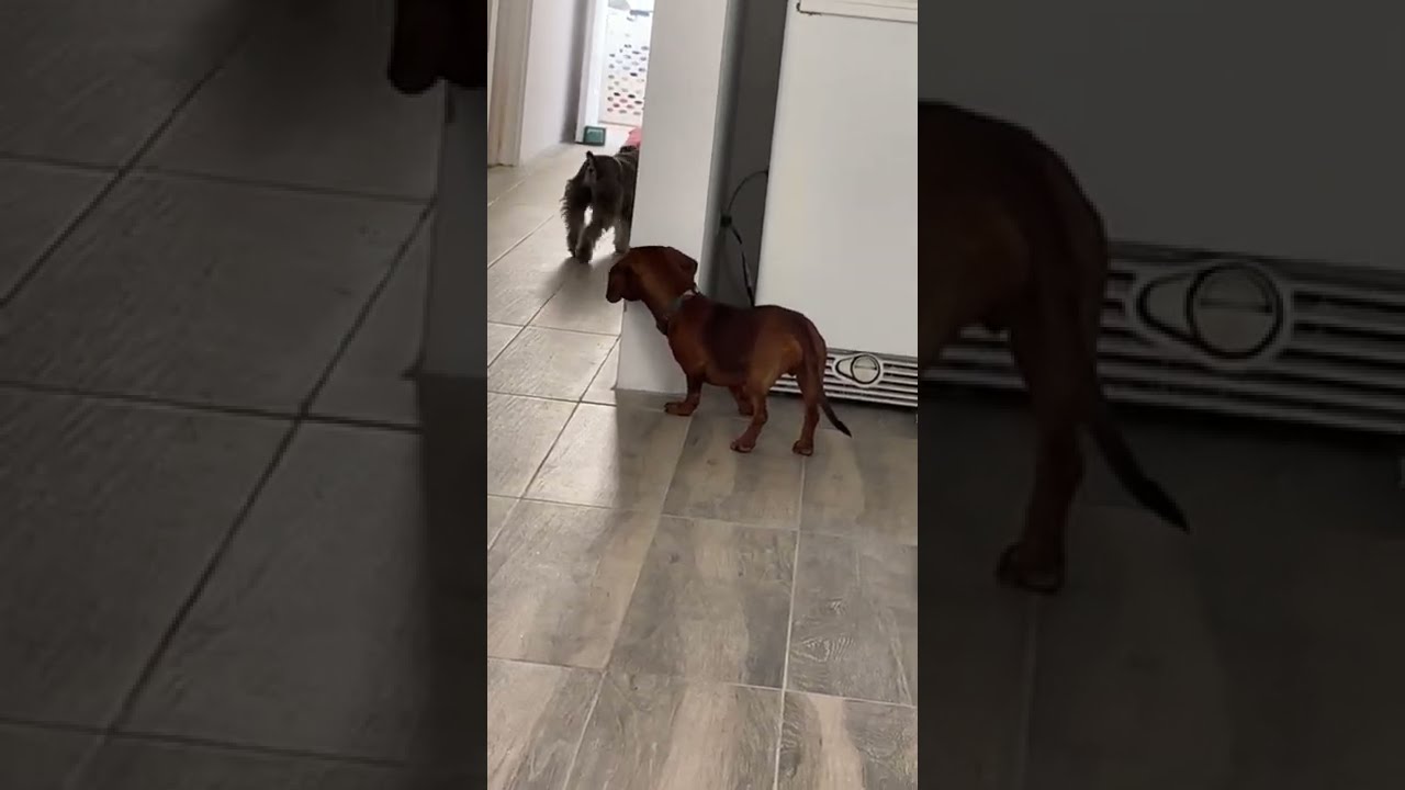 Dogs Play Hide-and-Seek || ViralHog
