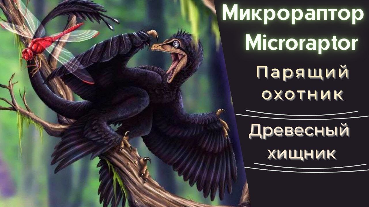 МИКРОРАПТОР | Летающий динозавр | Древесный динозавр | MICRORAPTOR