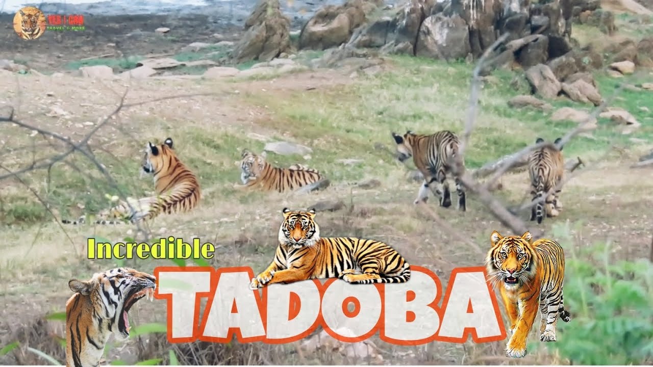 Королевство тигров 