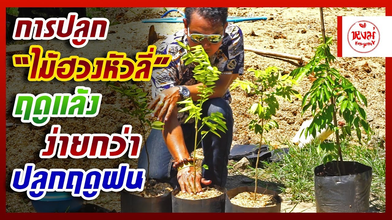 การปลูก 