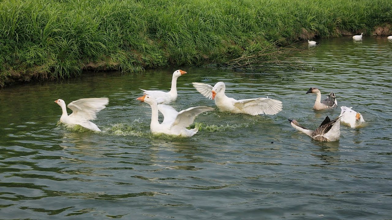 Peaceful Rural Life: Morning & Evening Feeding, Happy Geese in the Pond & Watering the Garden