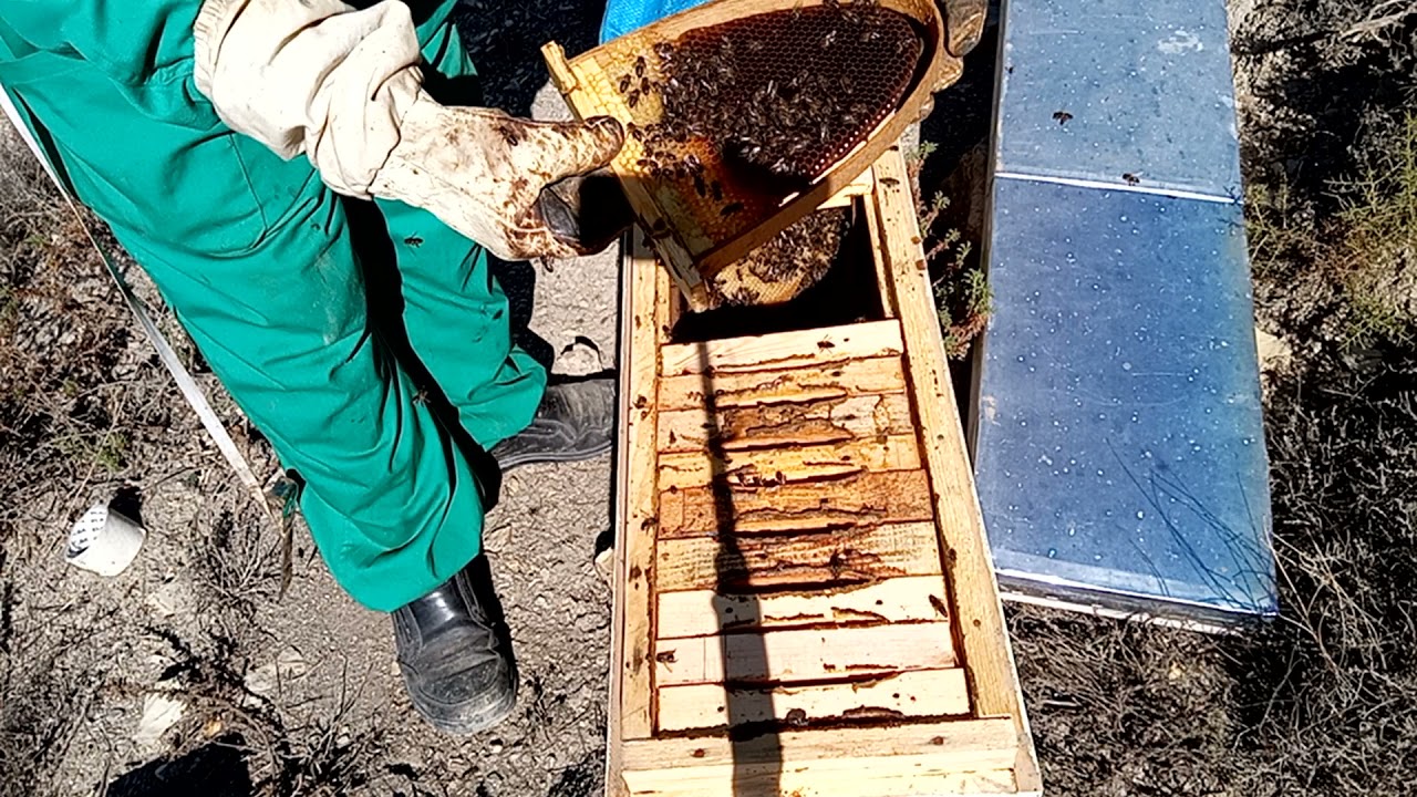 خلية نحل تقليدية متطورة ( فحصها )والدروس المستفادة( الجزء الثاني)