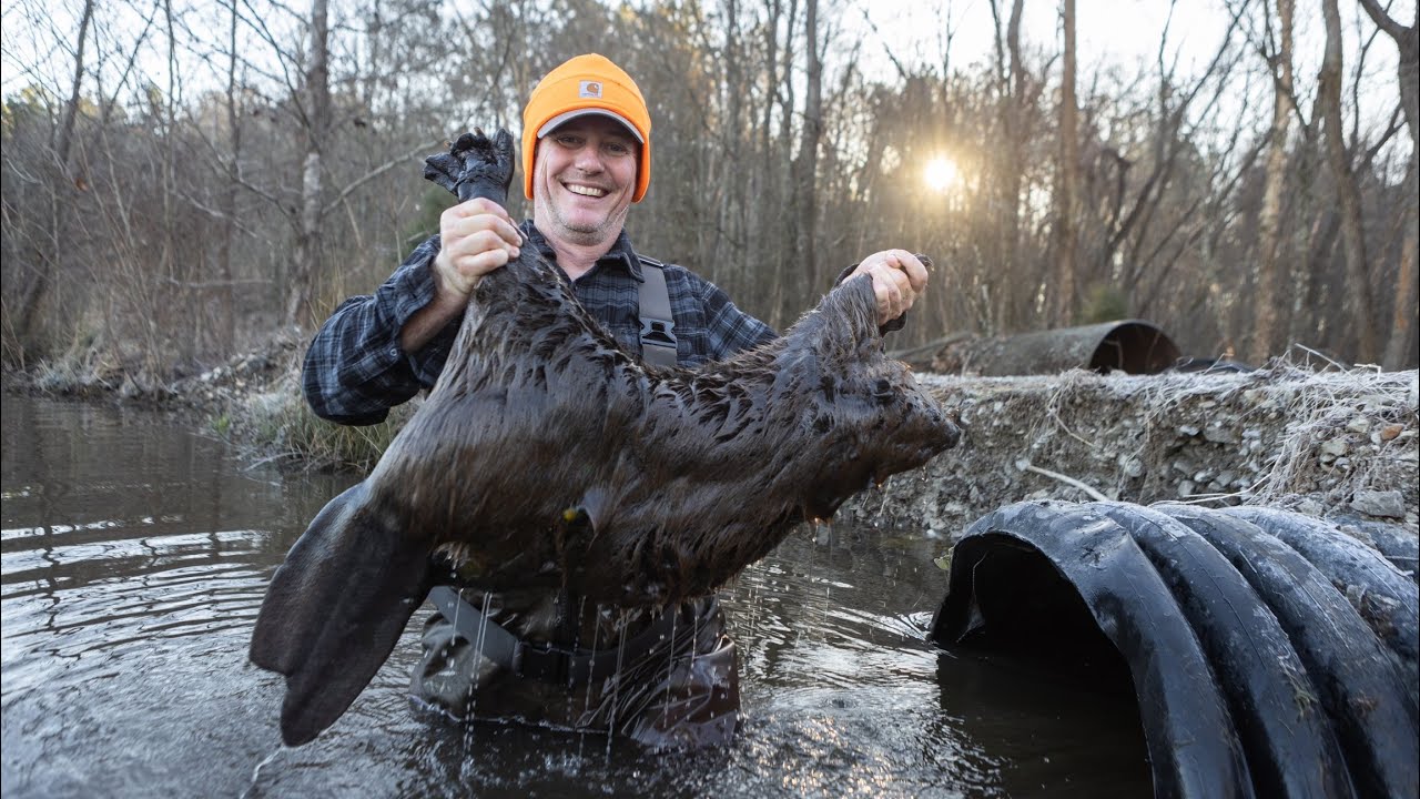 Trapping beavers to save flooded roads and timber. (Awesome footage)