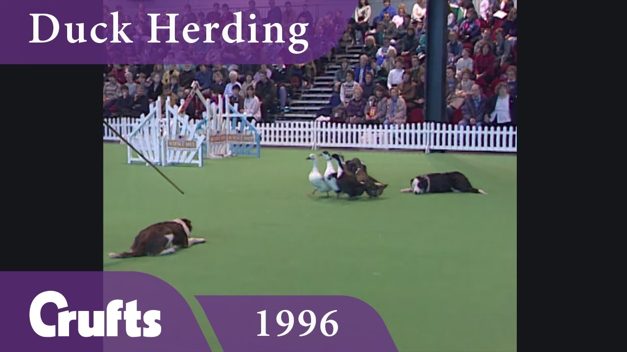 Duck Herding at Crufts 1996 | Crufts Classics