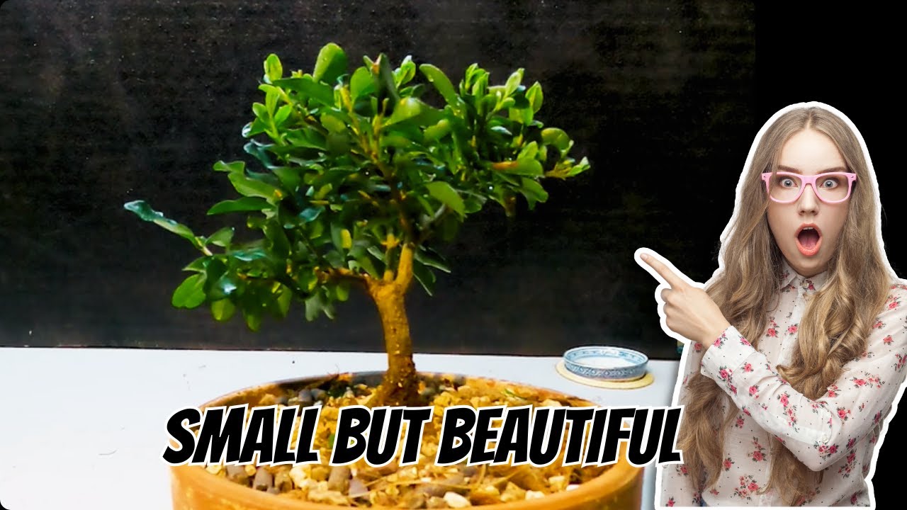 Privet  Ligustrum Bonsai (Bonsai Diary) #32