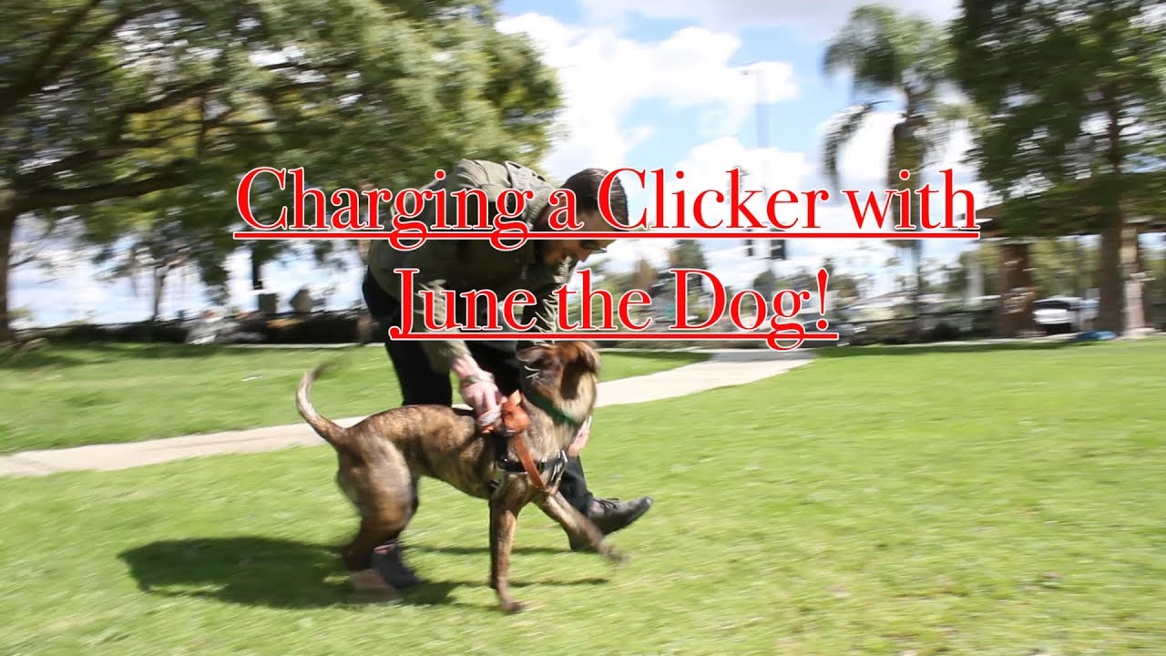 How to Charge your dog's clicker, and understanding 