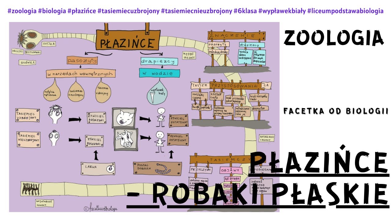 Płazińce | Tasiemiec uzbrojony i nieuzbrojony | Film edukacyjny z biologii | Darmowe korepetycje