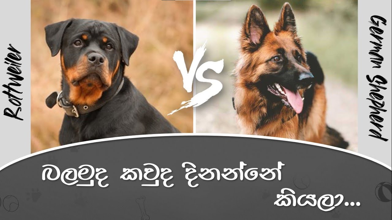 German Shepherd vs Rottweiler | බලමුද කවුද දිනන්නේ කියලා ?