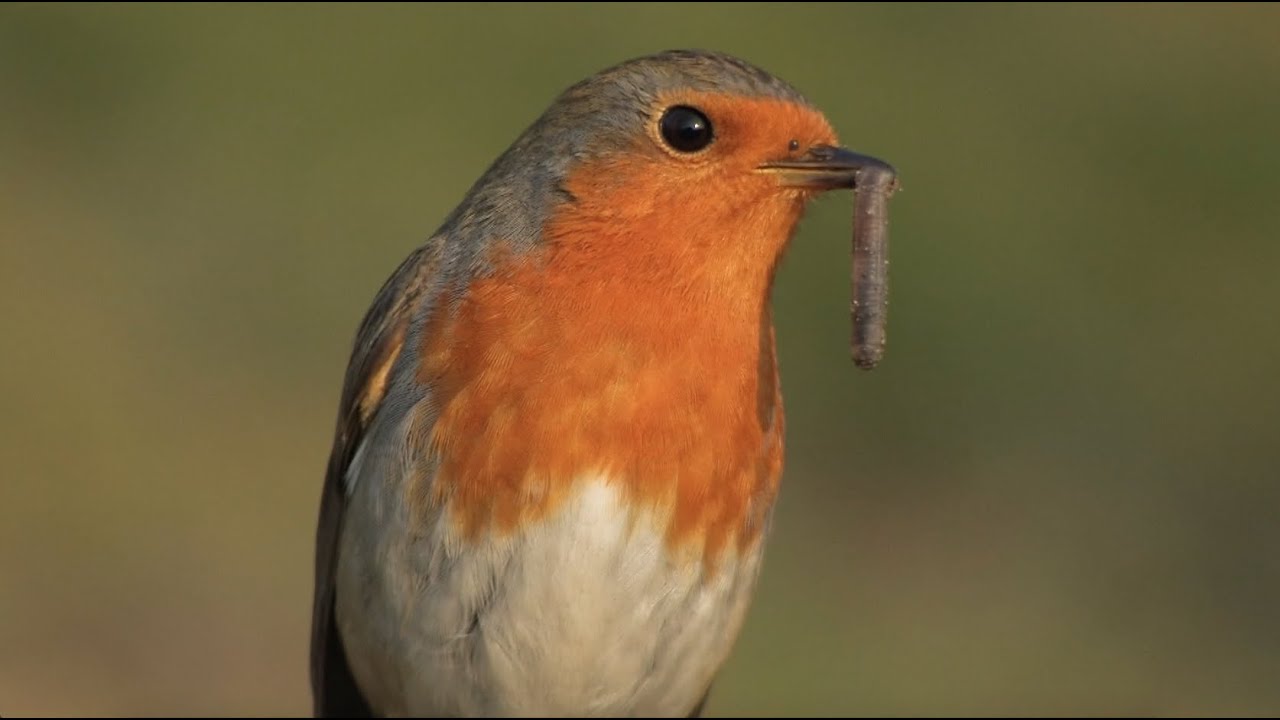 Tierbeobachtungen im Siedlungsbereich