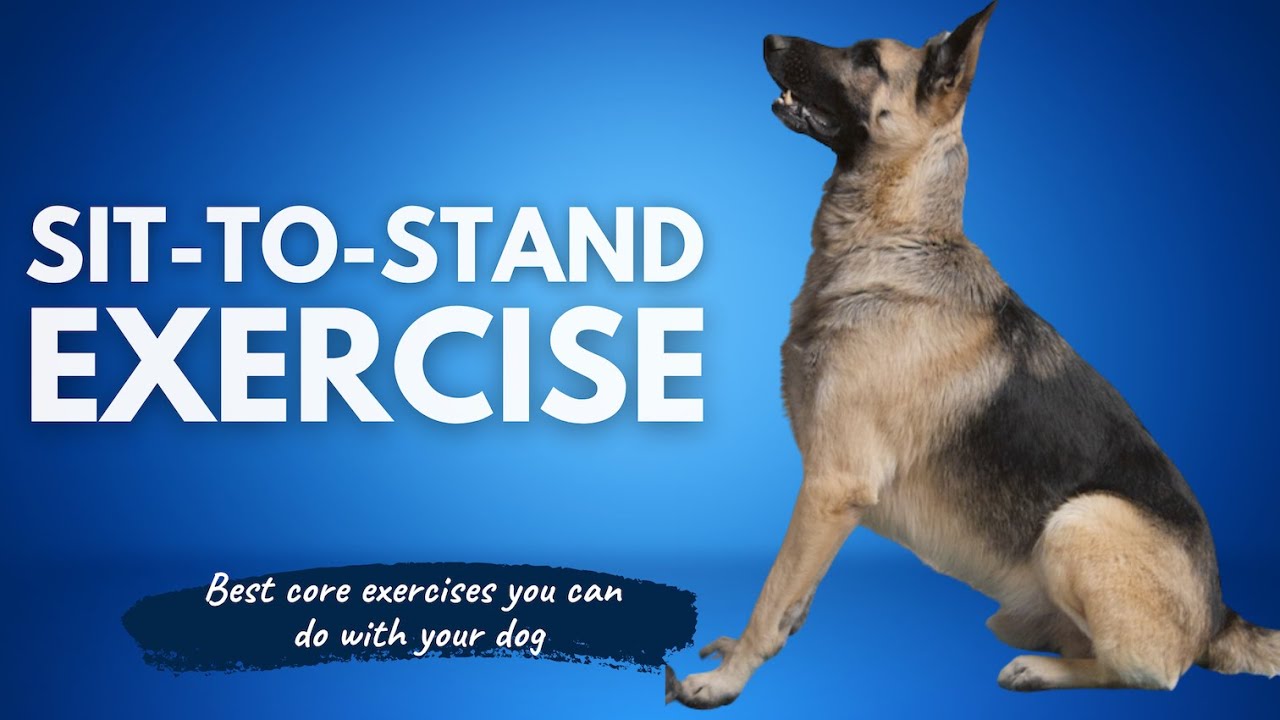 Sit To Stand Exercise | Best Core Exercise For Your Dog