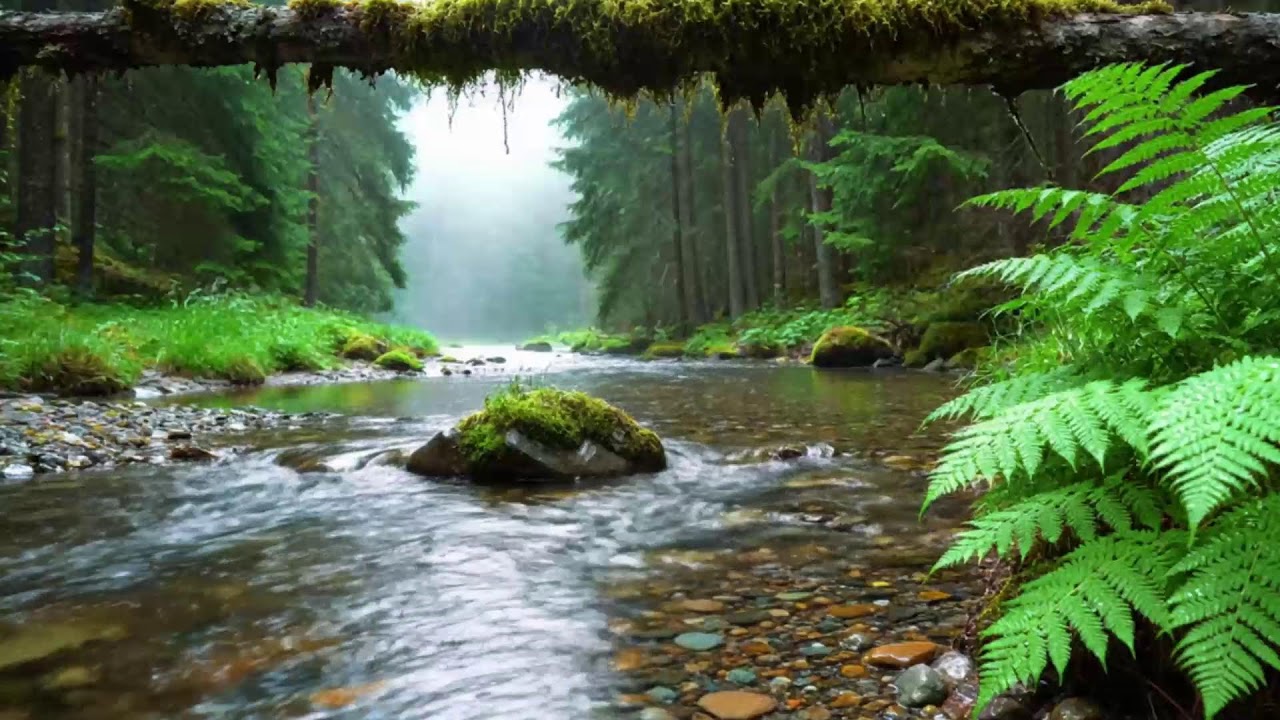 Relaxing Forest Stream Sounds with Gentle Birdsong 🌿 Peaceful Nature Sounds for Deep Sleep & Stress