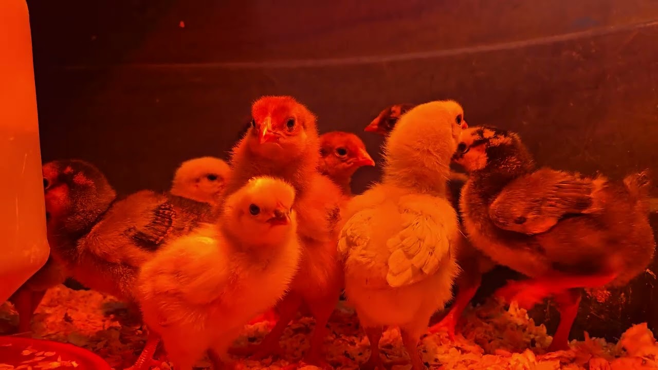 Baby Chicklets