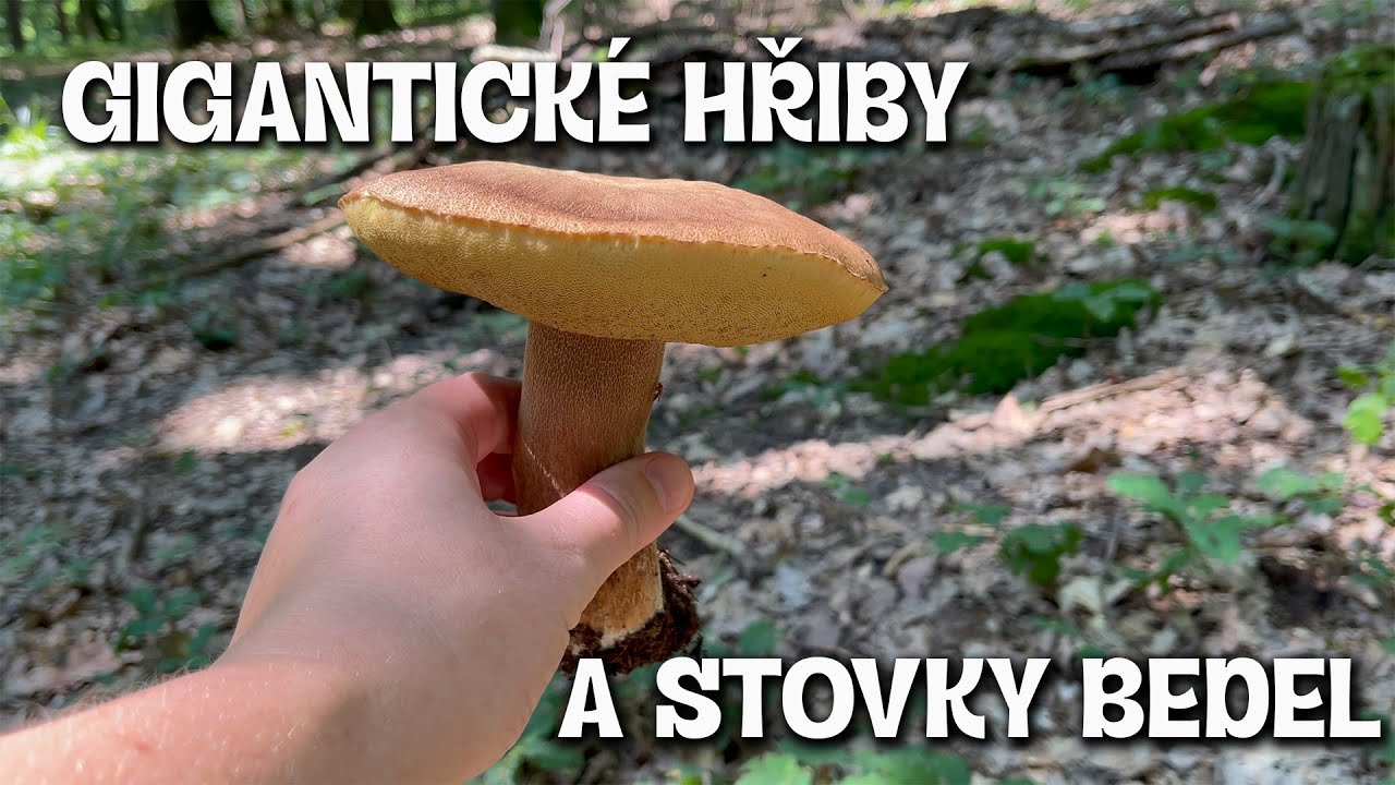 Obrovské hřiby a stovky bedel - Hřiby/Grzyby 2024