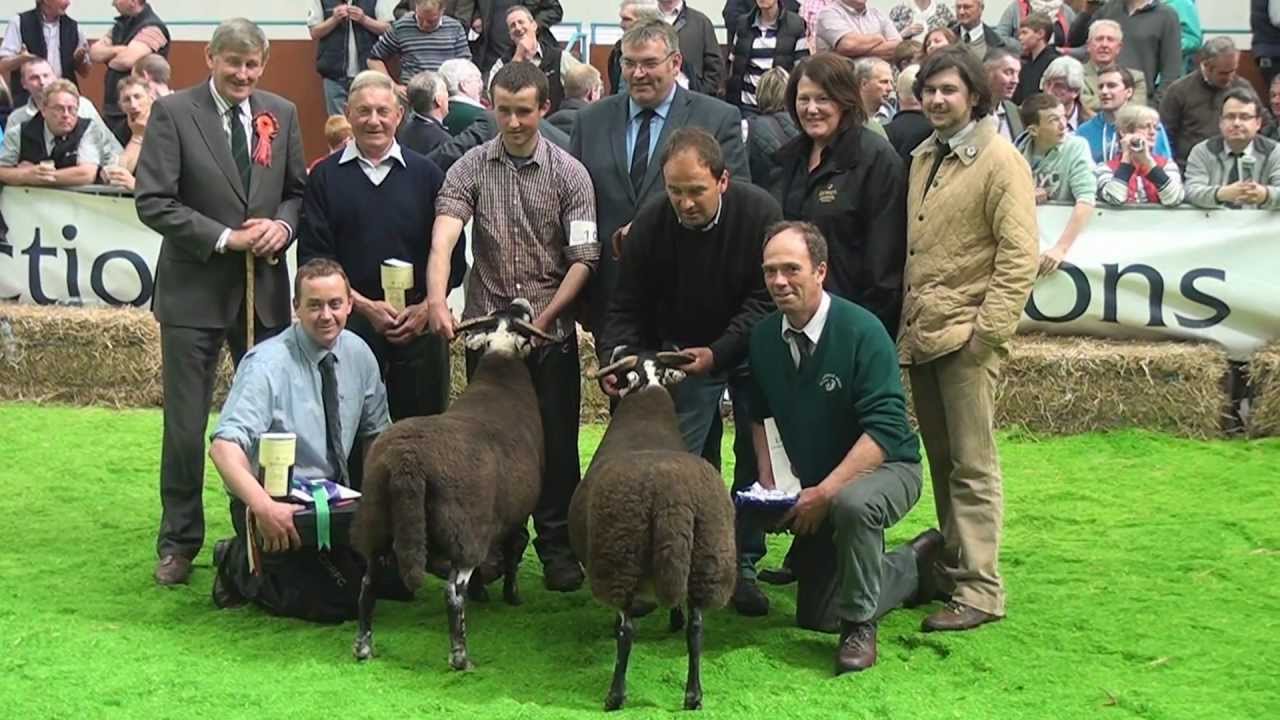 Blackface Sheep National Show at Stirling