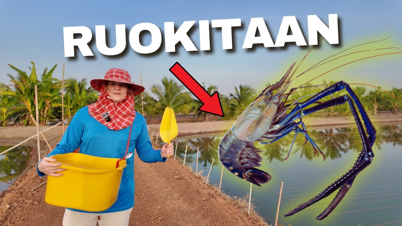 RUOKIN JÄTTIKATKARAPUJA THAIMAAN MAASEUDULLA!
