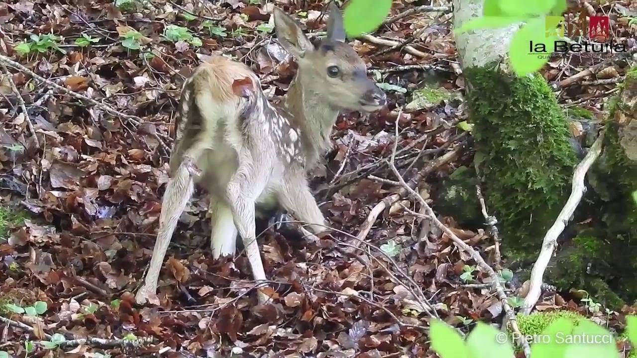 Abruzzo, nel bosco c'è un cerbiatto appena nato senza la mamma: 