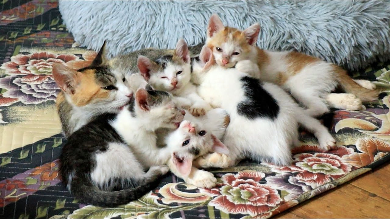 Cat Family Licking Each Other's Wounds