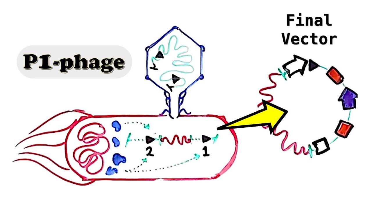 P1 Phage and PAC cloning vector - Pac sites, Cre-loxP, and SacB lethality
