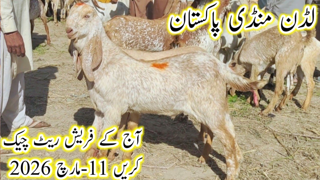 Luddan mandi Pakistan fresh update |آج کے فریش ریٹ چیک کریں اوریجنل نکوڑوں والے بچے 