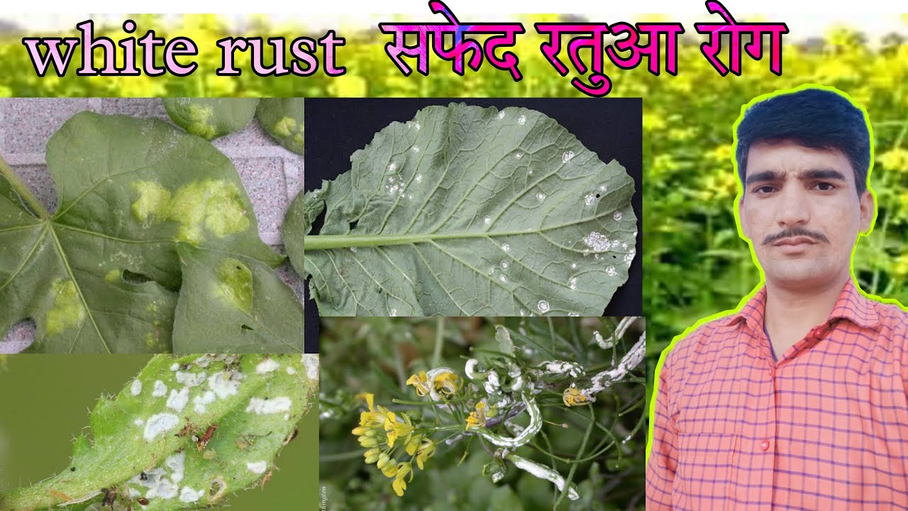 white rust of crucifers/white rust of mustard/white rust disease/white rust of brassica