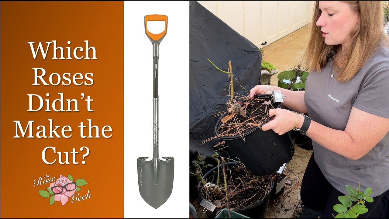 🌹 Which roses didn't make it through 2022 // Shovel-pruning
