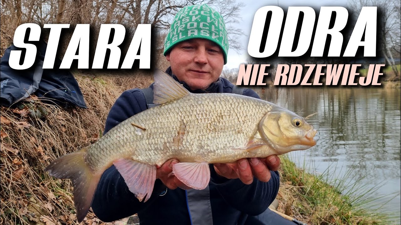 467 STARA ODRA NIE RDZEWIEJE - FEEDER WROCŁAW