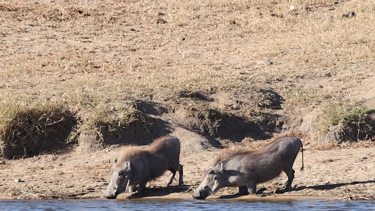 Watch these Warthogs drinking at Transport Dam near Skukuza, Kruger National Park.