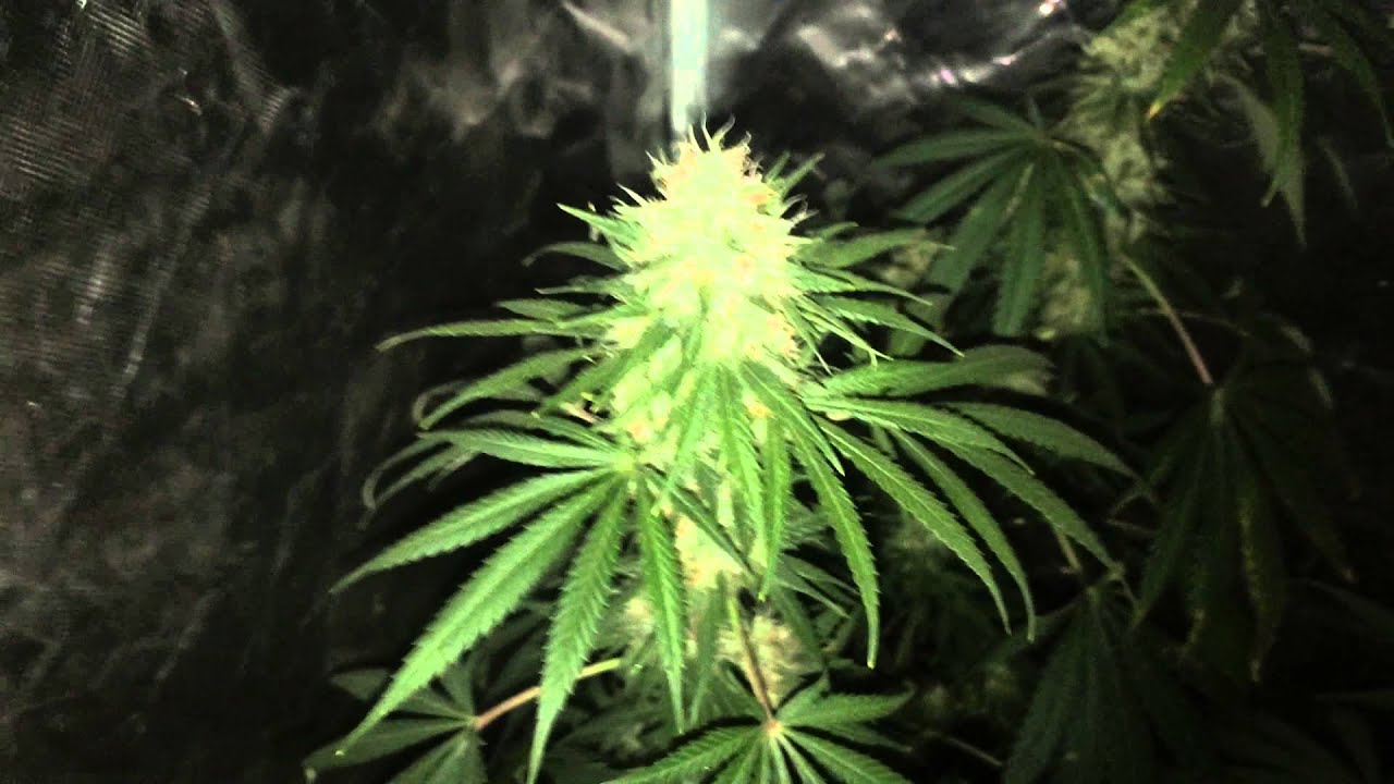 White widow x big bud. And diesel, herijuana and flowerbomb kush @ 6 weeks flower.