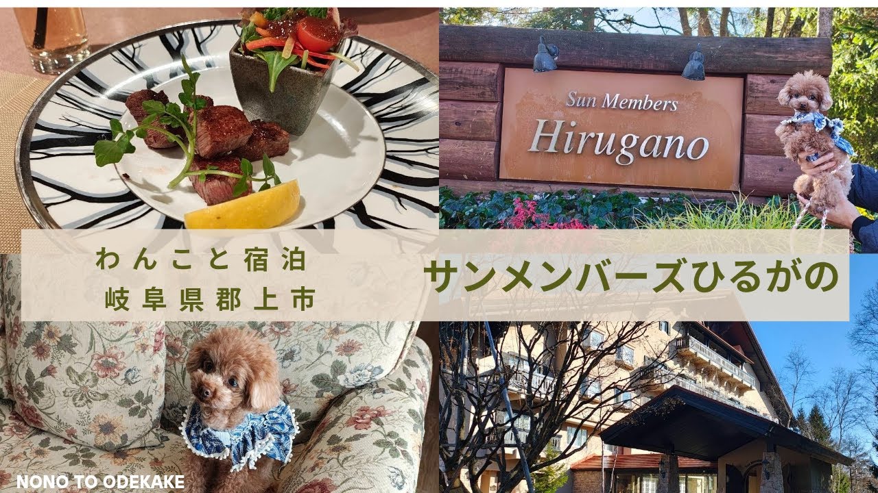【サンメンバーズひるがの】ひるがの高原の山荘風ホテルにわんこと宿泊。飛騨牛のディナーを堪能