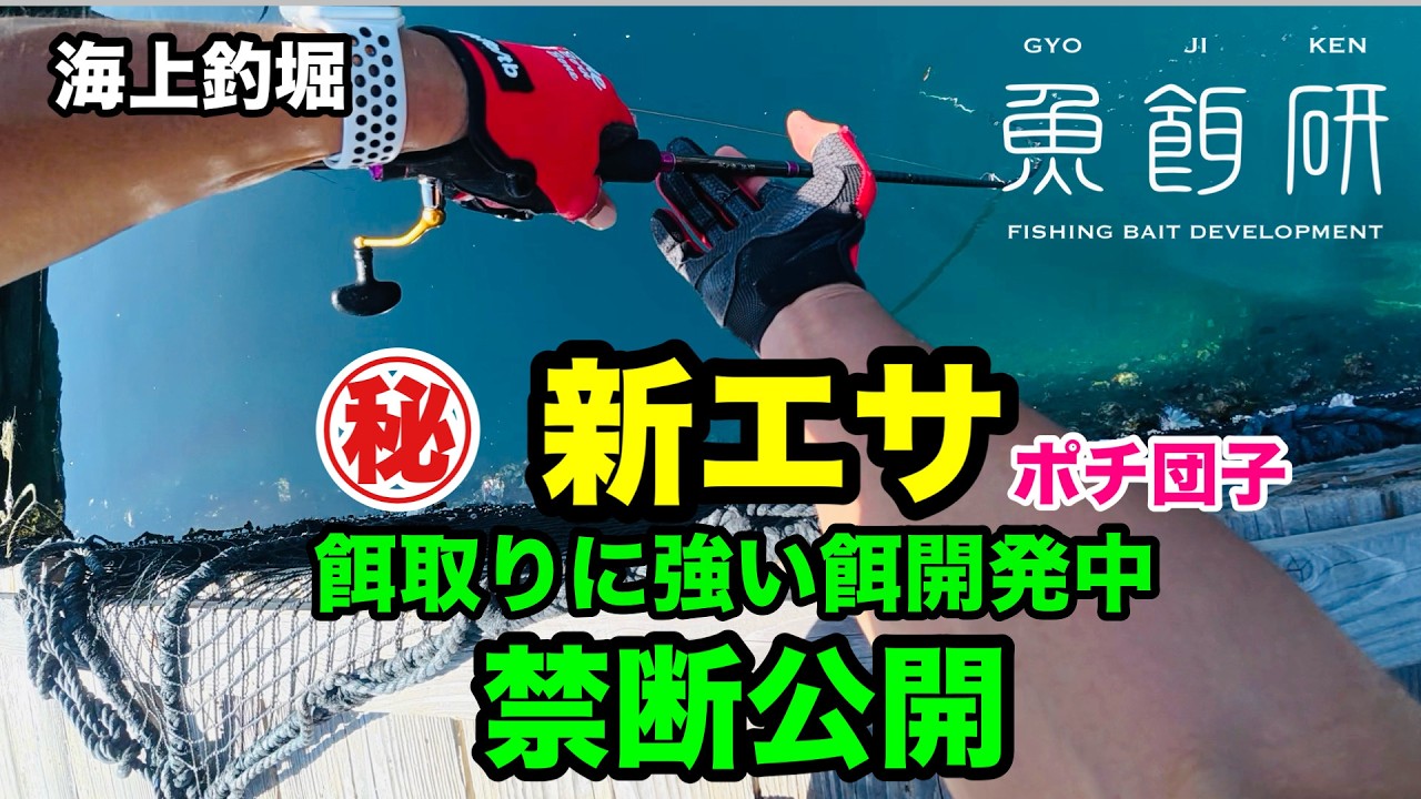 【海上釣堀水宝】新エサ餌取に強い餌開発中禁断公開