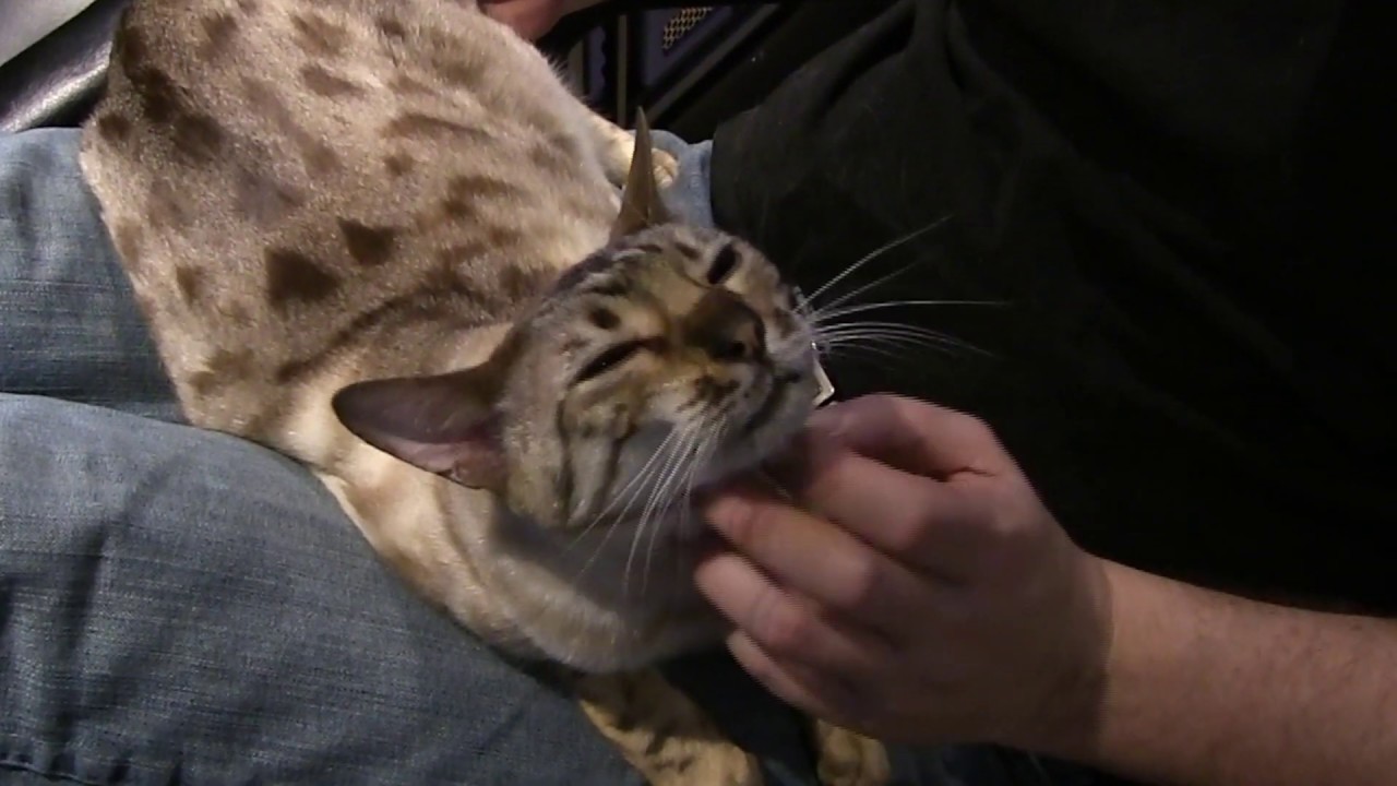 Bengal Cat Purring - Calming & Relaxing Sleep Triggers Audio/Video ASMR