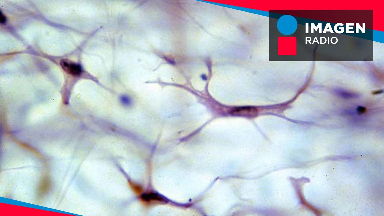 Cultivo de fibroblastos I Bien y Saludable