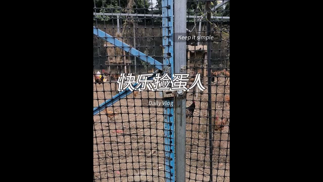 快乐的捡鸡蛋生活 土鸡蛋笨鸡蛋初生蛋#土鸡蛋 #热门小助手